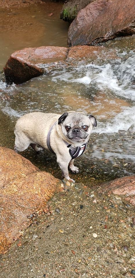 Mr Pickles2.jpg